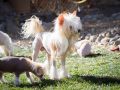Solino's O' Ton Chinese Crested