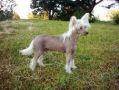 Shadow White Sub Divo Chinese Crested