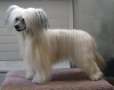 Stormblstens Lake Of Fire Chinese Crested