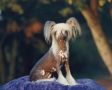 Sol-Orr's Ten-A-C Walker DOD Chinese Crested