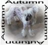 Shomars Autumn Wind Chinese Crested