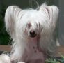 Habiba For Your Eyes Only Chinese Crested