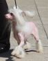 Shanel Glamour Debussi Melody Chinese Crested
