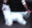 Moonswift Yankee Sequel Chinese Crested