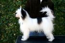 Olivera's Rhythm and Blues PP Chinese Crested