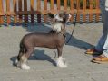 Caprioso San-Yen Chinese Crested