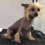 Blue Bytes Foxy Lady In Red Chinese Crested