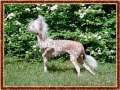 Prefix Electra Chinese Crested