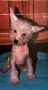 Gingery's Tinkertoy Chinese Crested