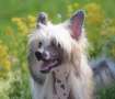 Jr. It. Ch. It. Ch. Dakota Rose Now You See Me Chinese Crested
