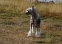 Amazing Grouse by Little Jade Chinese Crested