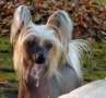 Family Song's Unity Chinese Crested