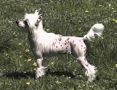WhisperLn' Hot Damn, Here I Am Chinese Crested