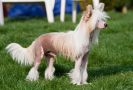 Tizzy All Inclusive Chinese Crested