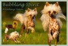 Bubbling Spirit Breaking Dawn Chinese Crested