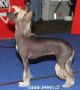 Laureola's Darling of Fortune Chinese Crested