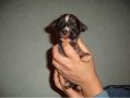 Loukim's Plymouth Chinese Crested