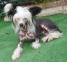 Cat's China Dogs Top Trophy Chinese Crested