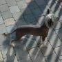 Nu Poil's Diamond Malisa Chinese Crested
