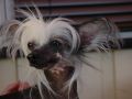 Eugenios Leader and Lace Chinese Crested