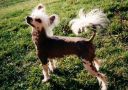 Tk Son Of My Heart Hl Chinese Crested