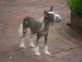 Curios Remember Me At Mythic Chinese Crested