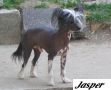 Unidog's Ponydog Jasper Loves Chinese Crested