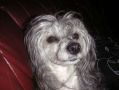 Sues-Isabella Chinese Crested
