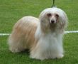 Sea Fire's Queen Sweet Lady Chinese Crested