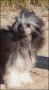 Lionheart Keep The Change Chinese Crested