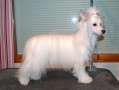 Pinky Twinky Day Dream Chinese Crested