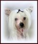 Mstical Prince Blue Flame Chinese Crested