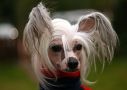 Dogs of Dark Tornado Chinese Crested