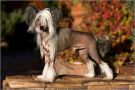 Dream Space Hoks Hower Chinese Crested
