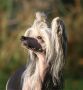 Scherry Lady Favonius Chinese Crested