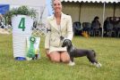 Sirocco Jealousy Breeds Envy Chinese Crested