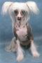 Special Edition Lucy All in One Chinese Crested