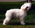 Proud Pony Arctic Lady Chinese Crested
