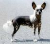 Sandfield's Boomer Chinese Crested