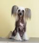 Angel Look Porter Chinese Crested