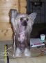 Justine Queen Malverne Chinese Crested
