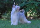 Shadow White El Diablo Chinese Crested