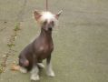 Taijan Dreamer Polly Pocket Chinese Crested