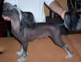 Prefix Going For Gold Chinese Crested