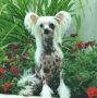 Jewels Just Heavenly DOM Chinese Crested