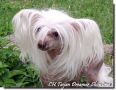 Taijan Dreamer Showtime Chinese Crested