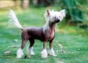 Happy Dancing Attractive Aida Chinese Crested