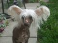 Cute and Crazy Cassiopeia Chinese Crested