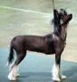 Elco's Starlet Vixon For Debe Chinese Crested