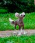 HitLine Ltd Ariel my Love Chinese Crested